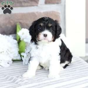 Carlee, Cavapoo Puppy